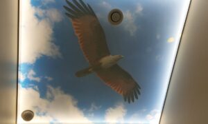 pildiga pinglagi loodus pildiga pinglagi loodus